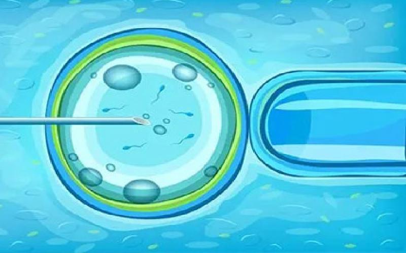 试管移植食补代生